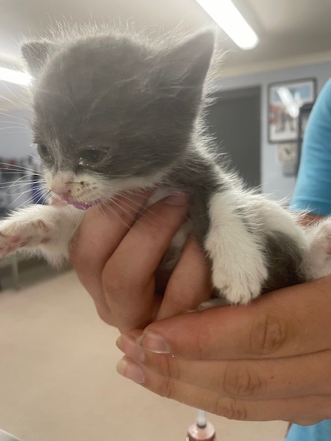 Adoptable Cat