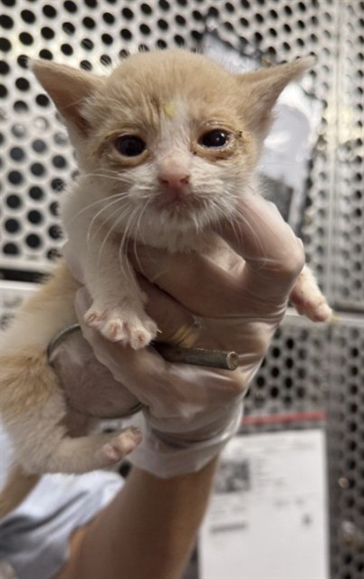 Adoptable Cat
