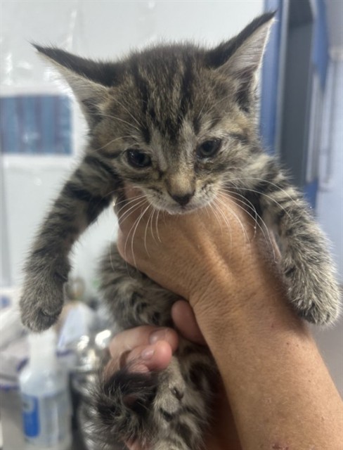 Adoptable Cat