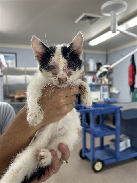 Adoptable Cat