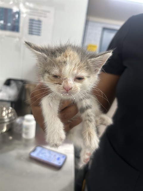 Adoptable Cat