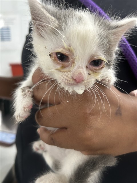 Adoptable Cat