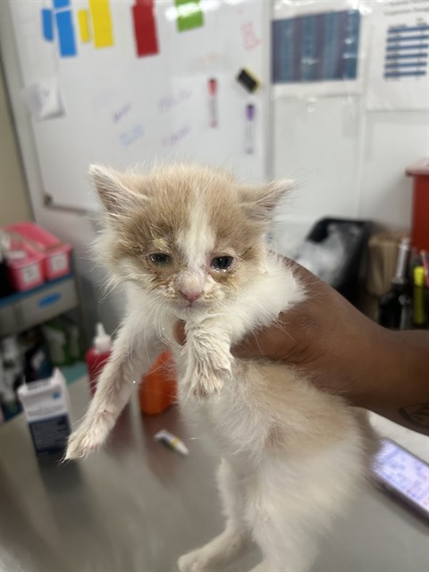 Adoptable Cat