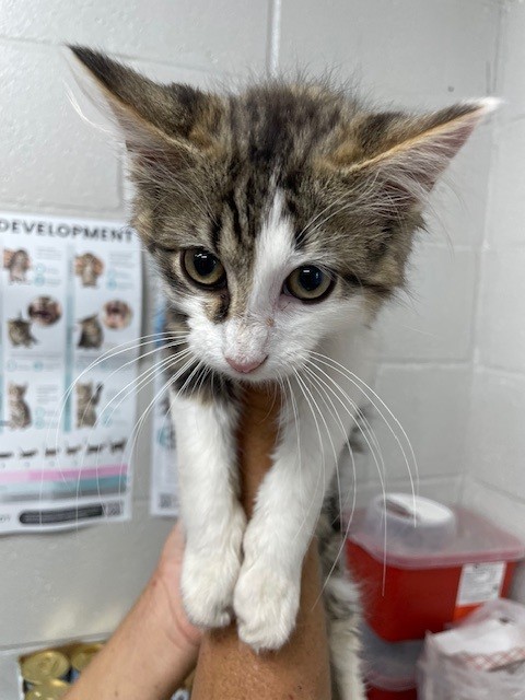 Adoptable Cat