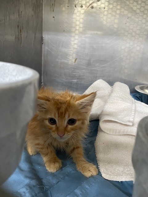 Adoptable Cat