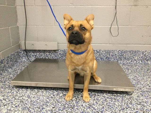 Adoptable Dog