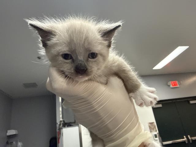 Adoptable Cat