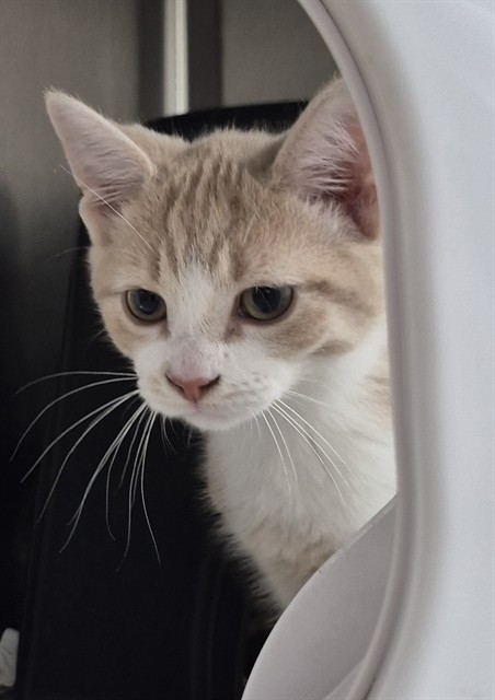 Benny