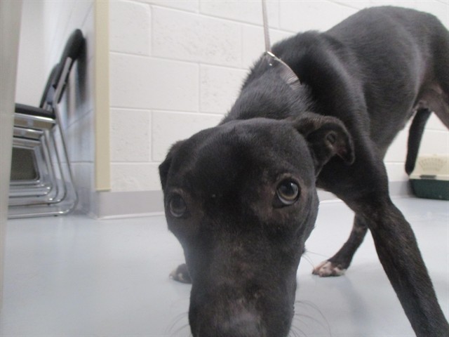 Adoptable Dog