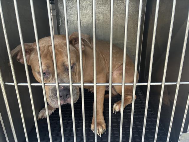 Adoptable Dog