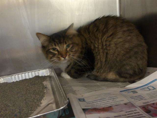 Adoptable Cat