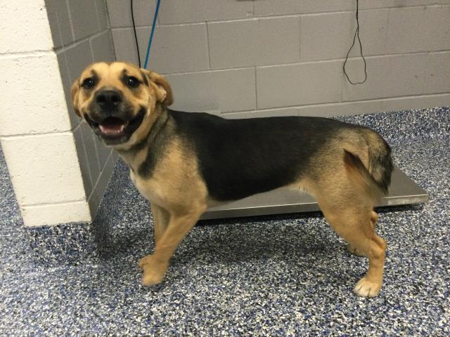 Adoptable Dog