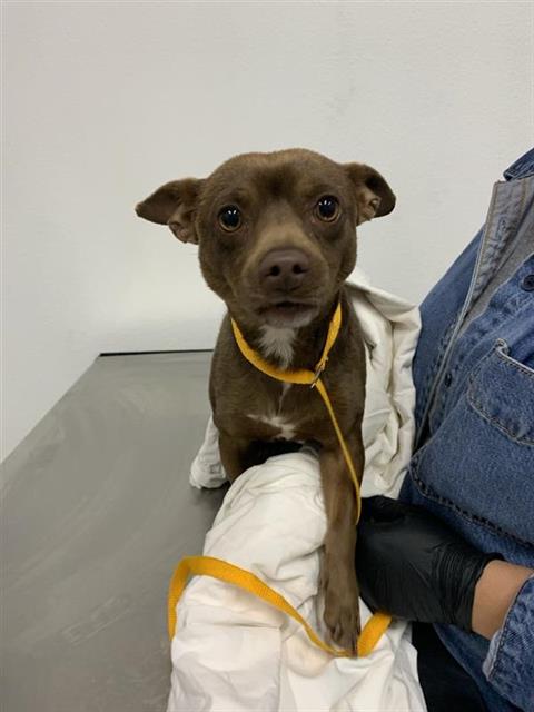 Adoptable Dog