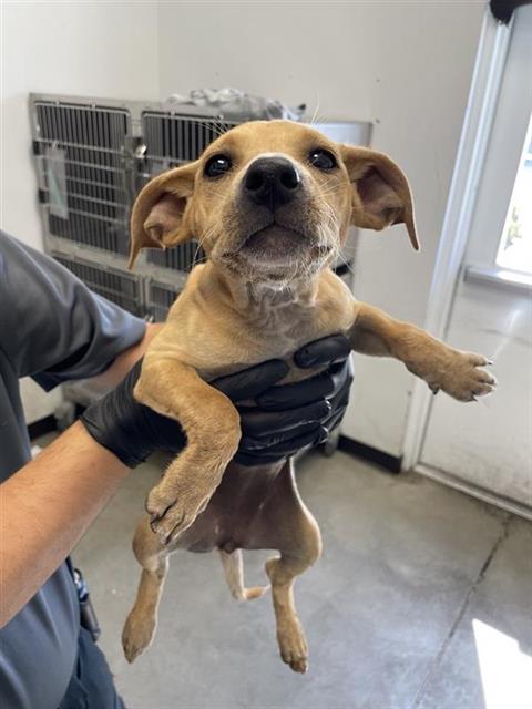 Adoptable Dog