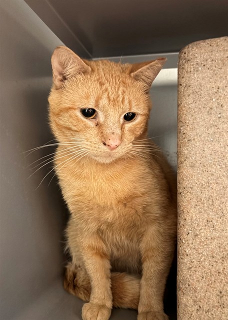 Sherbert