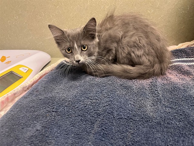 Adoptable Cat
