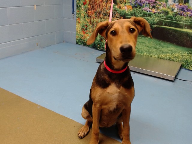 Adoptable Dog