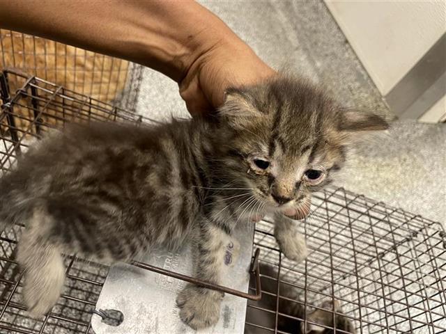 Adoptable Cat