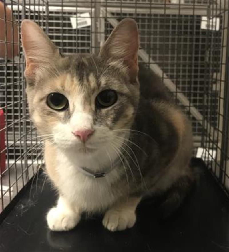 Adoptable Cat