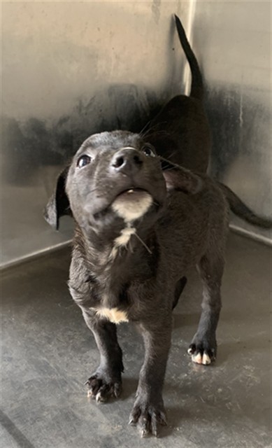 Adoptable Dog
