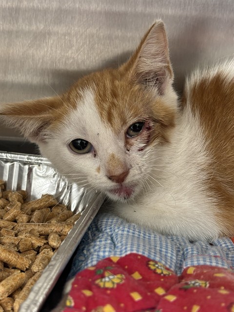 Shelter Staff Named Me *Claudius
