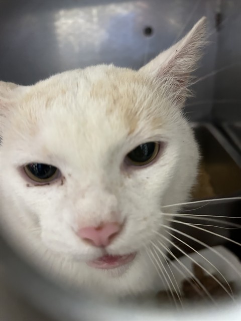 Adoptable Cat