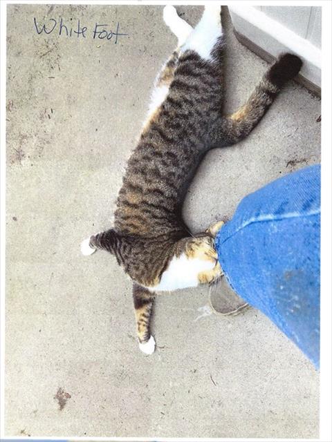 White Foot