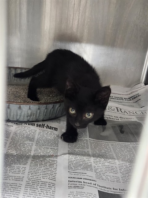 Adoptable Cat