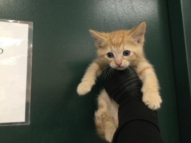 Mishmish