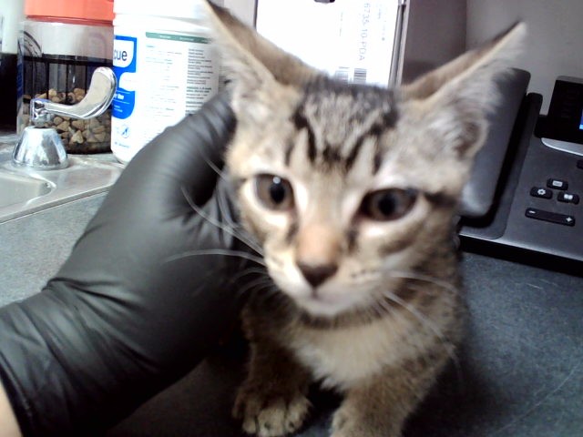 Tigress