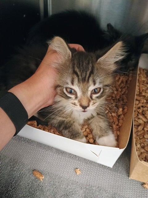 Artemis