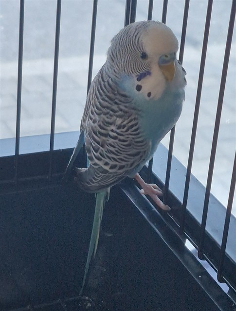 Azzuro