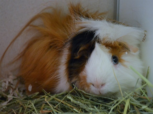 Tater Tot