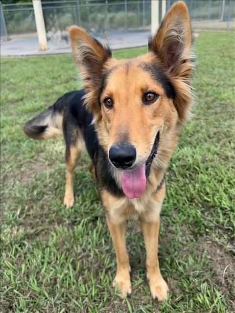 Adoptable Dog