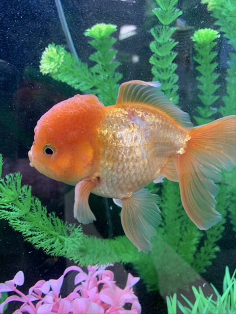 Whoopie Goldberg "Goldie"