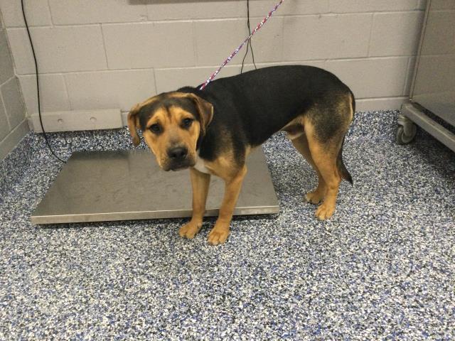 Adoptable Dog