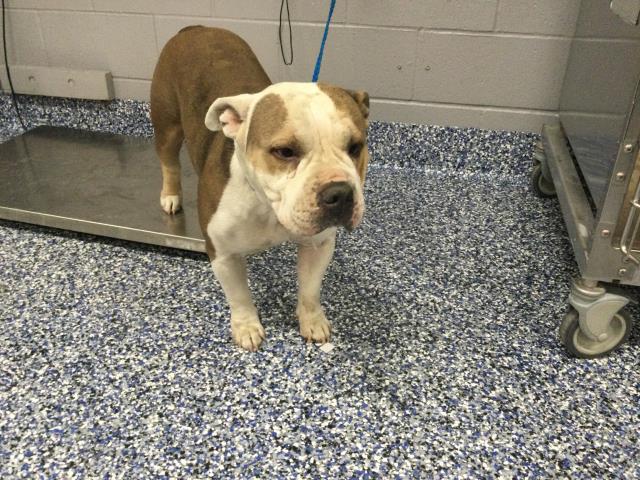 Adoptable Dog