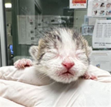 Adoptable Cat
