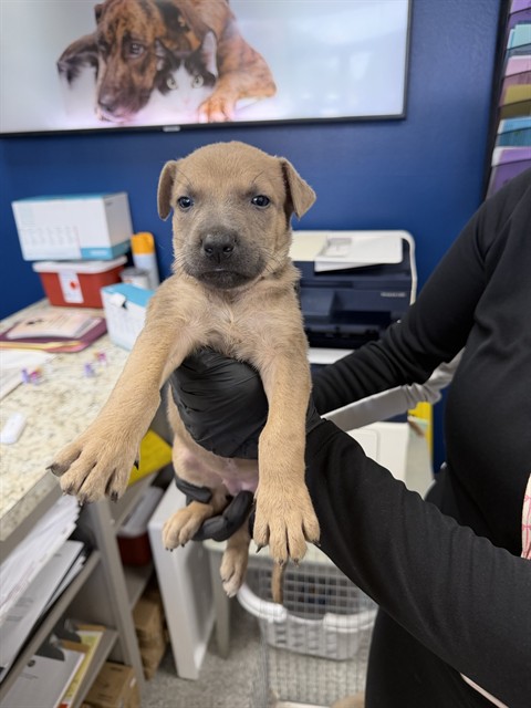 Adoptable Dog