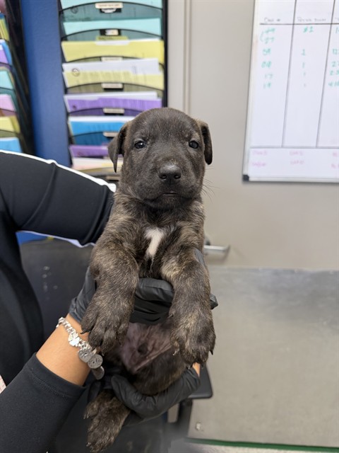 Adoptable Dog