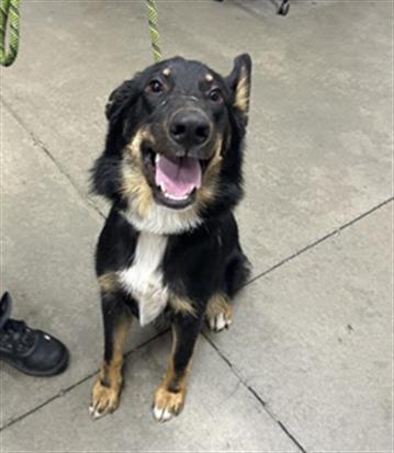 Adoptable Dog