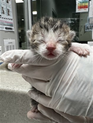 Adoptable Cat
