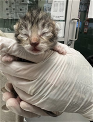 Adoptable Cat