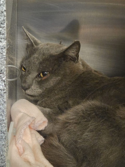 Tnr-Grady