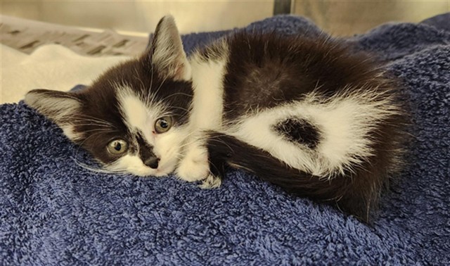 Adoptable Cat