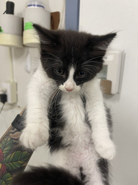 Adoptable Cat