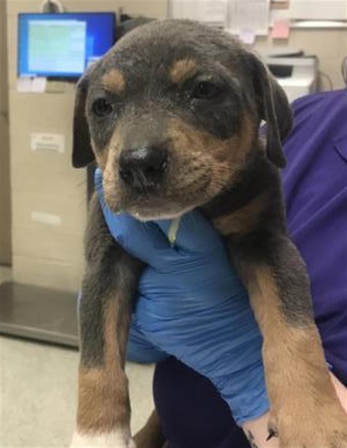 Adoptable Dog