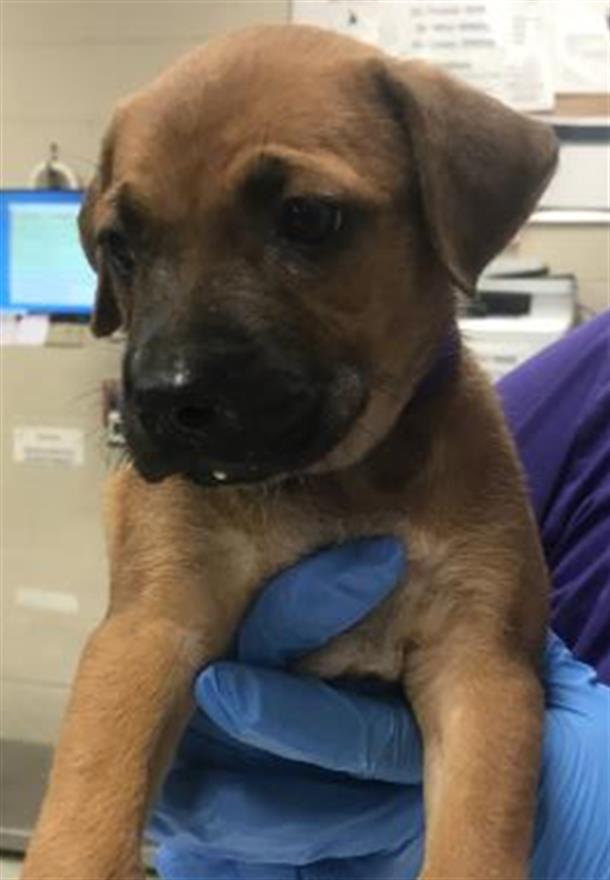 Adoptable Dog