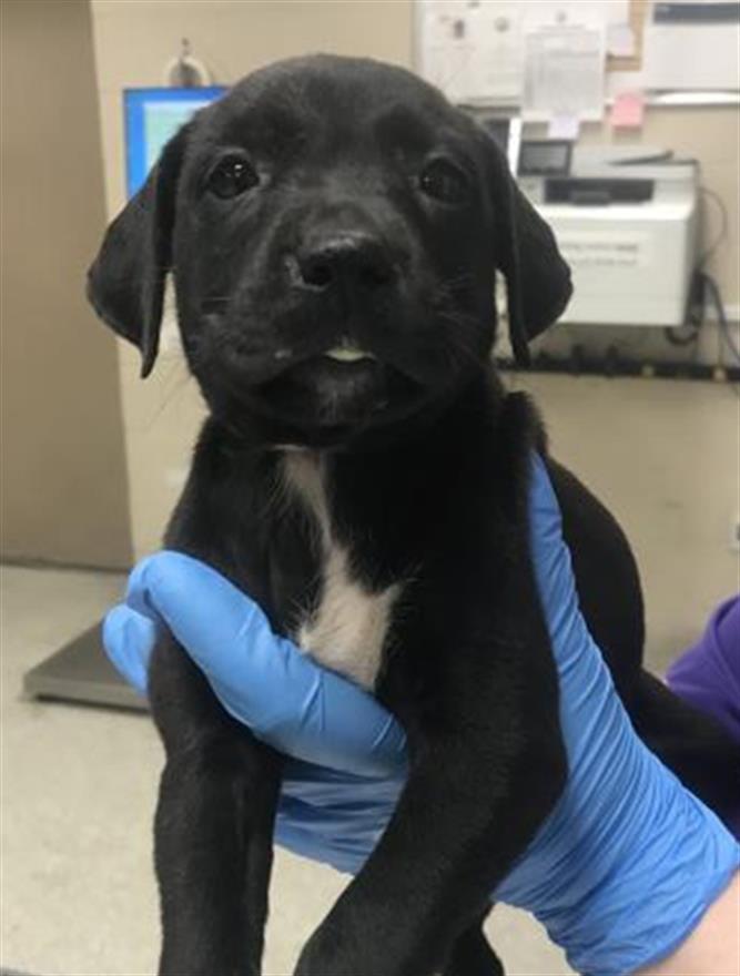 Adoptable Dog