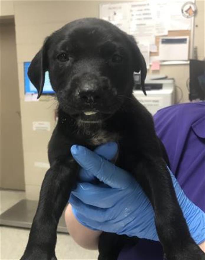 Adoptable Dog